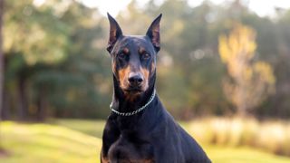 Doberman Pinscher