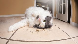 A fisheye shot of a cat lying on its back with some catnip
