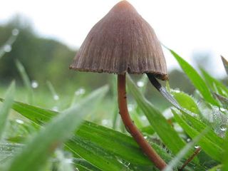 Psilocybin is found in mushrooms such as Psilocybe mexicana.