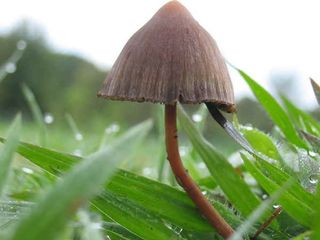 Psilocybin kommt in Pilzen wie Psilocybe mexicana vor.