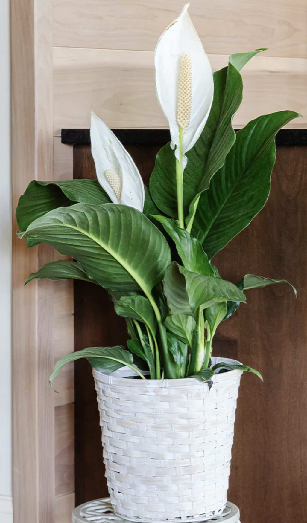 peace lily