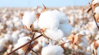 Cotton in a cotton field.