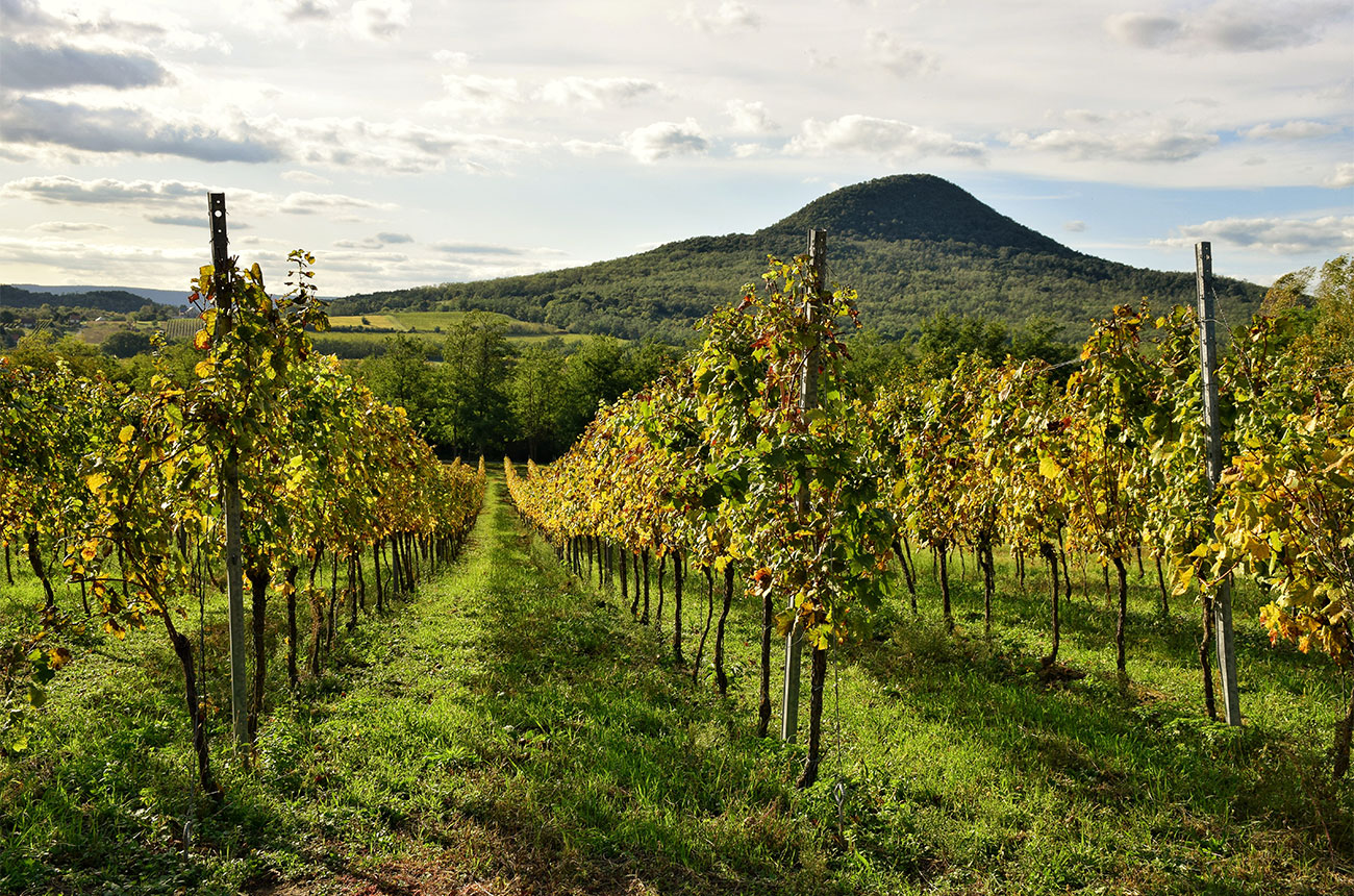 Hungarian vineyard