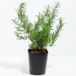 rosemary herb in pot