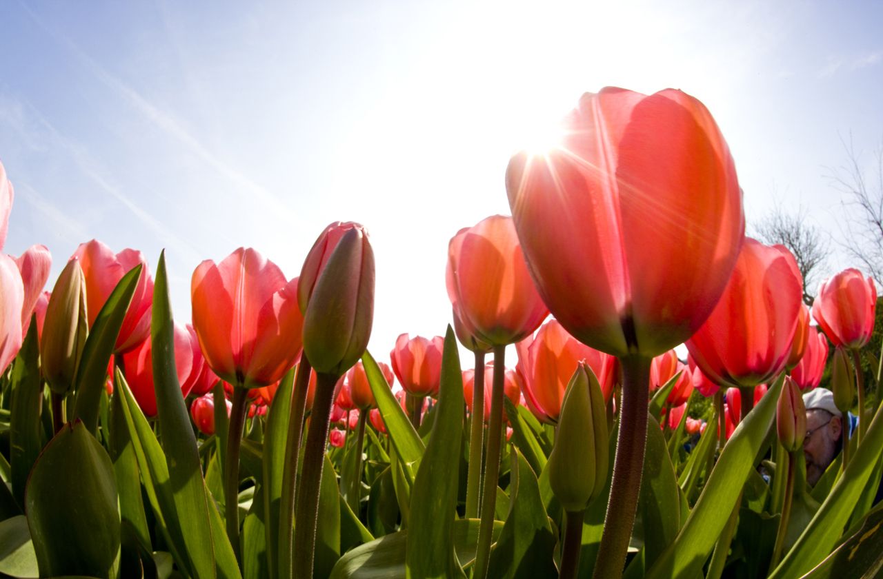 Looking up into the sun and tulips from below