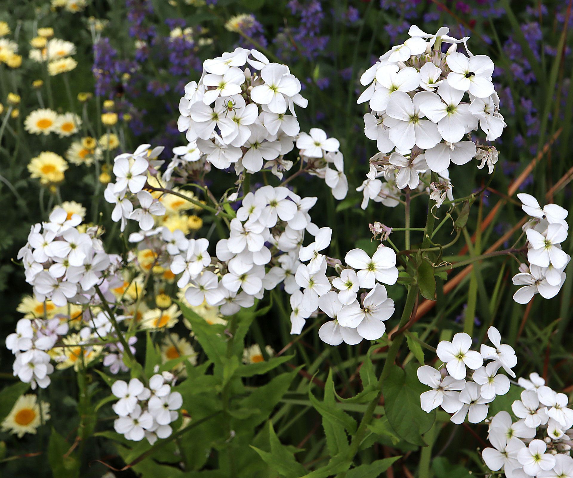 Hesperis matronalis var. albiflora dames violet