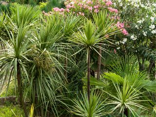 yucca trees in garden design