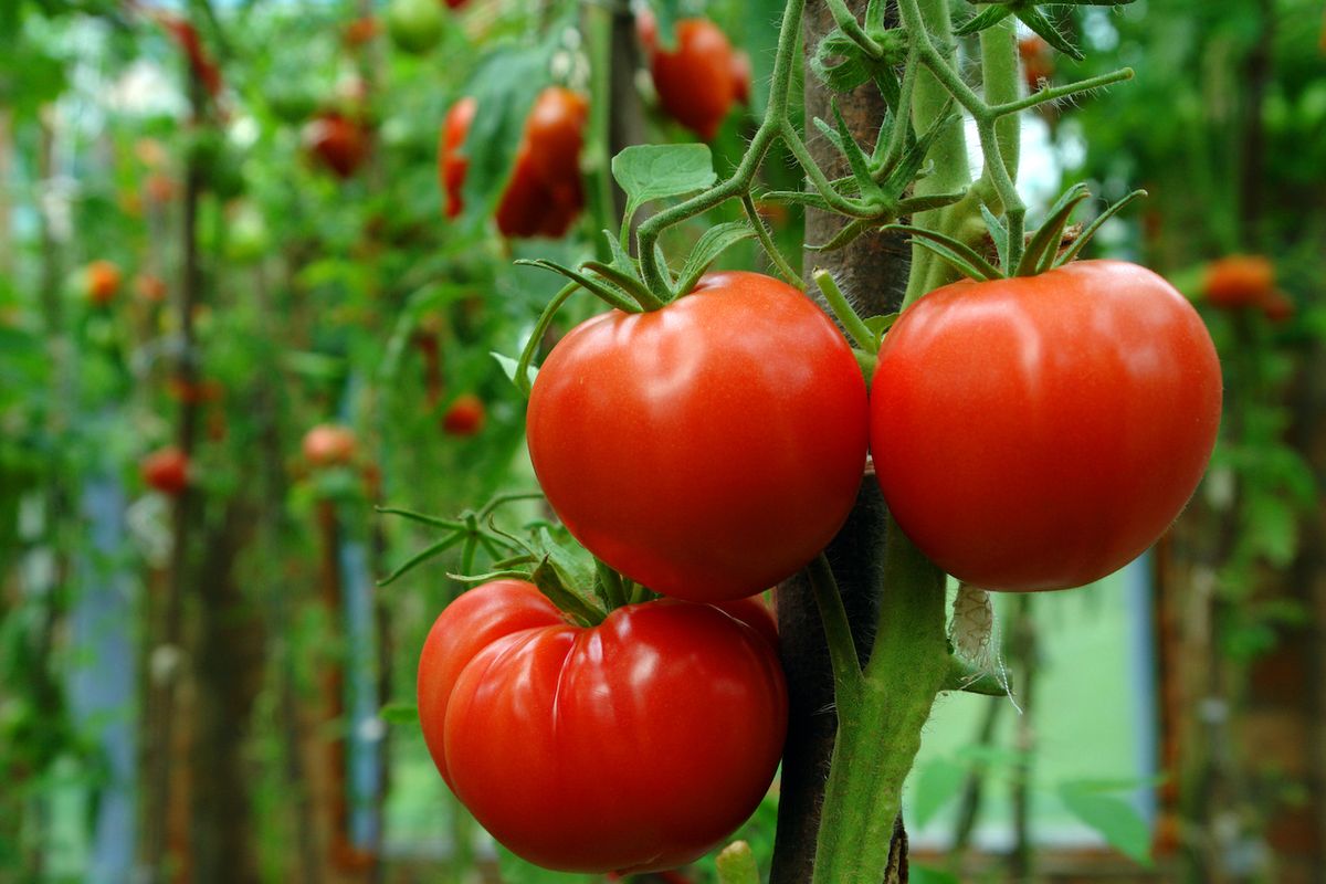 GMO tomato