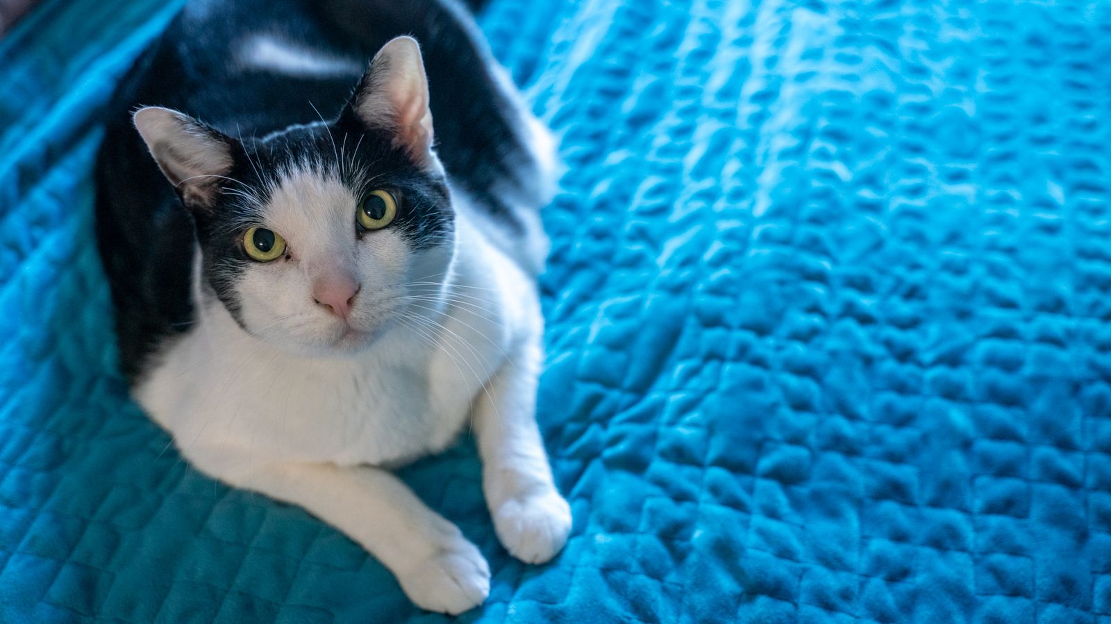 Gravity Weighted Blanket review the blanket that started a revolution