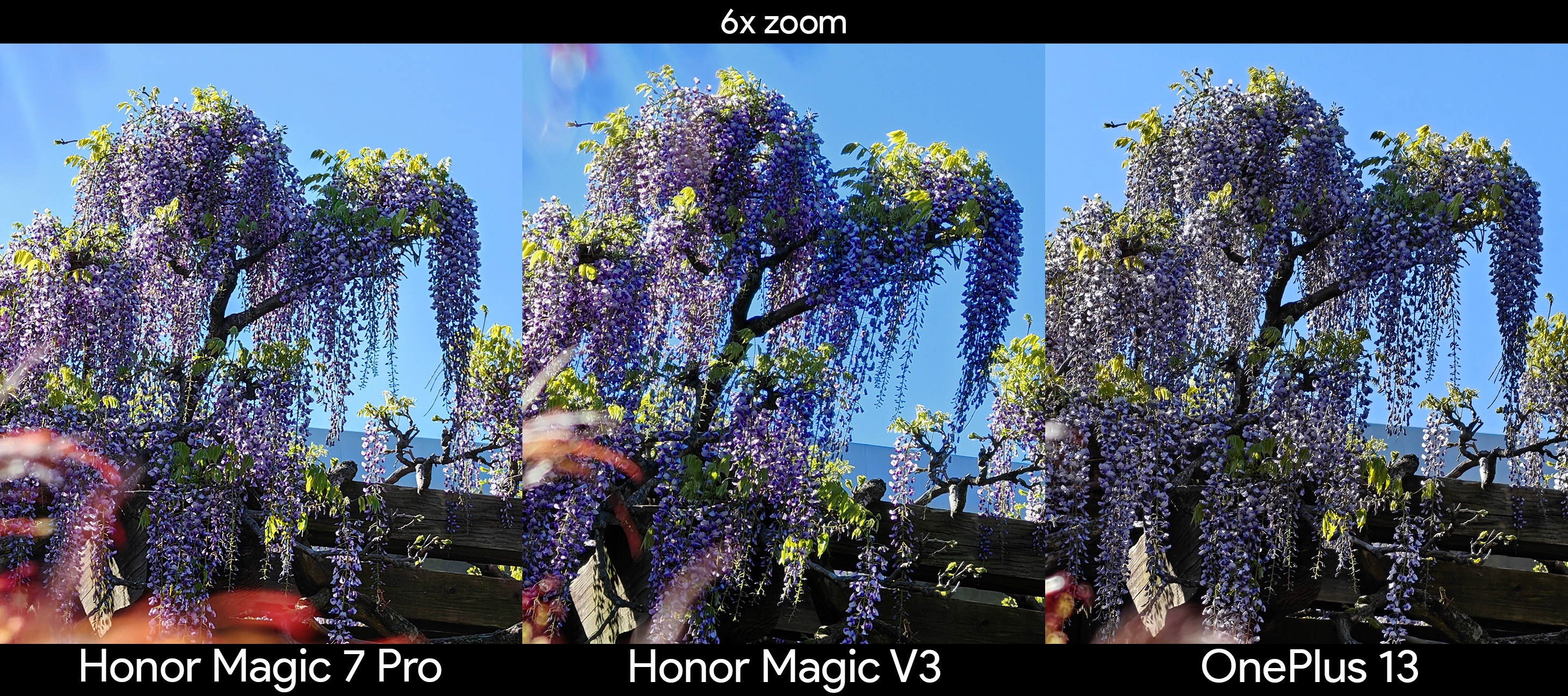 Comparing zoom detail between the Honor Magic V3, Honor Magic 7 Pro, and OnePlus 13 at 6x with a patch of Wisteria flowers