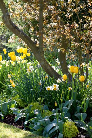 trees in garden underplanted by bulbs
