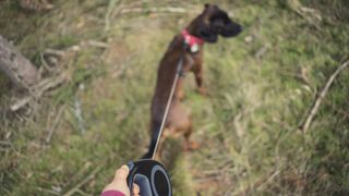 Dog on leash