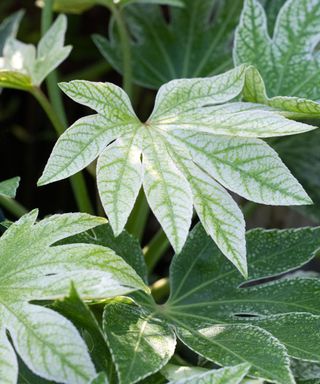 leaves of Fatsia japonica 'Spider's Web'