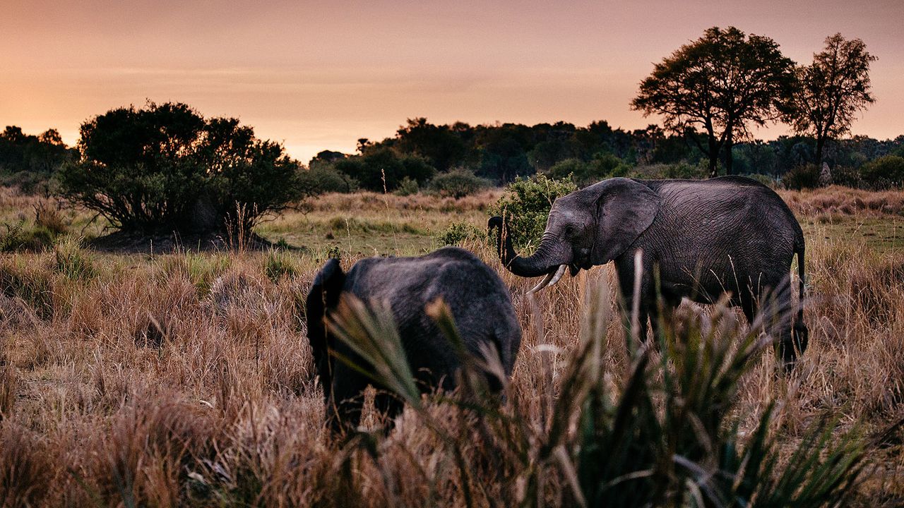 Okavango Delta elephants at dusk