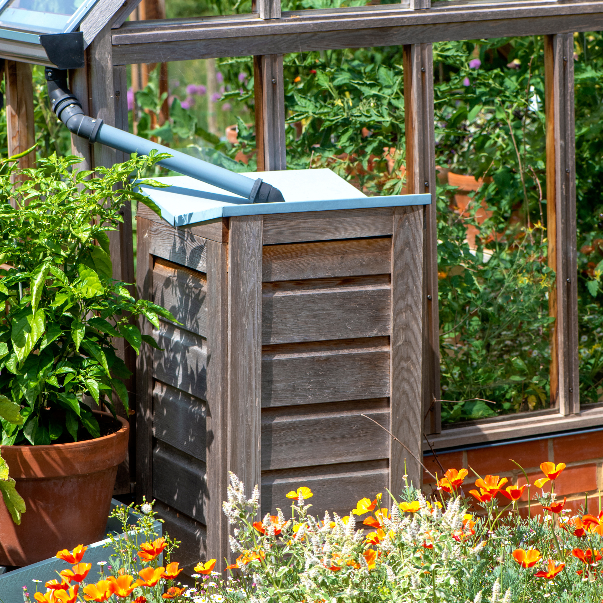 Close-up image of a wooden Water Butt for collecting rain water placed against a glasshouse