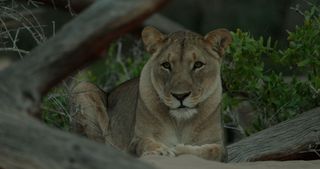 Desert lions are the focus for episode 2 in Namibia.