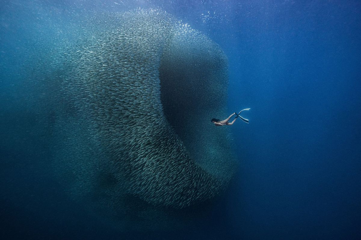 Diver swims towards giant shoal of fish deep underwater 