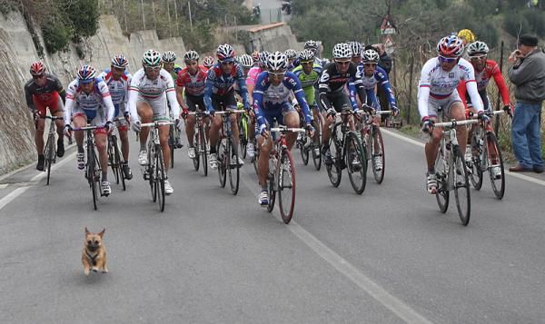 The peloton