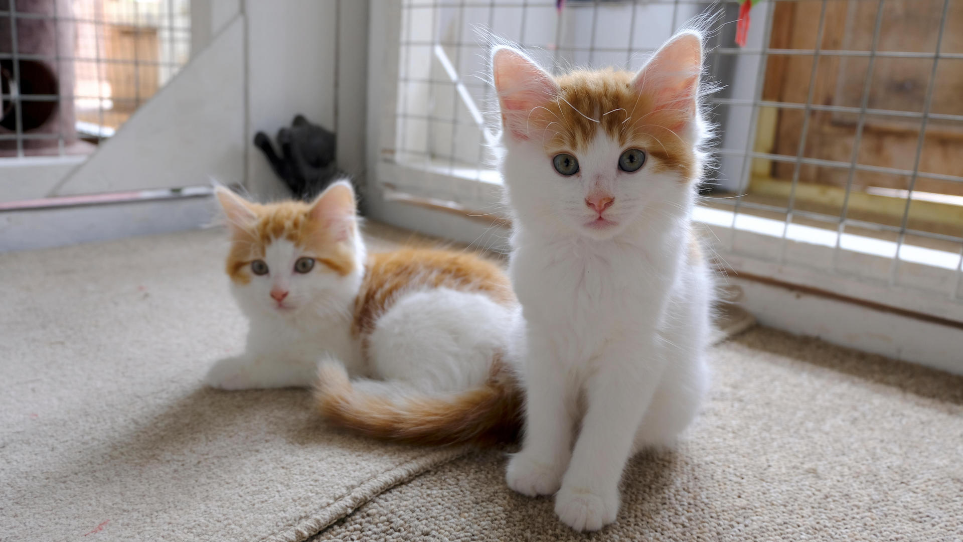 Two kittens awaiting adoption