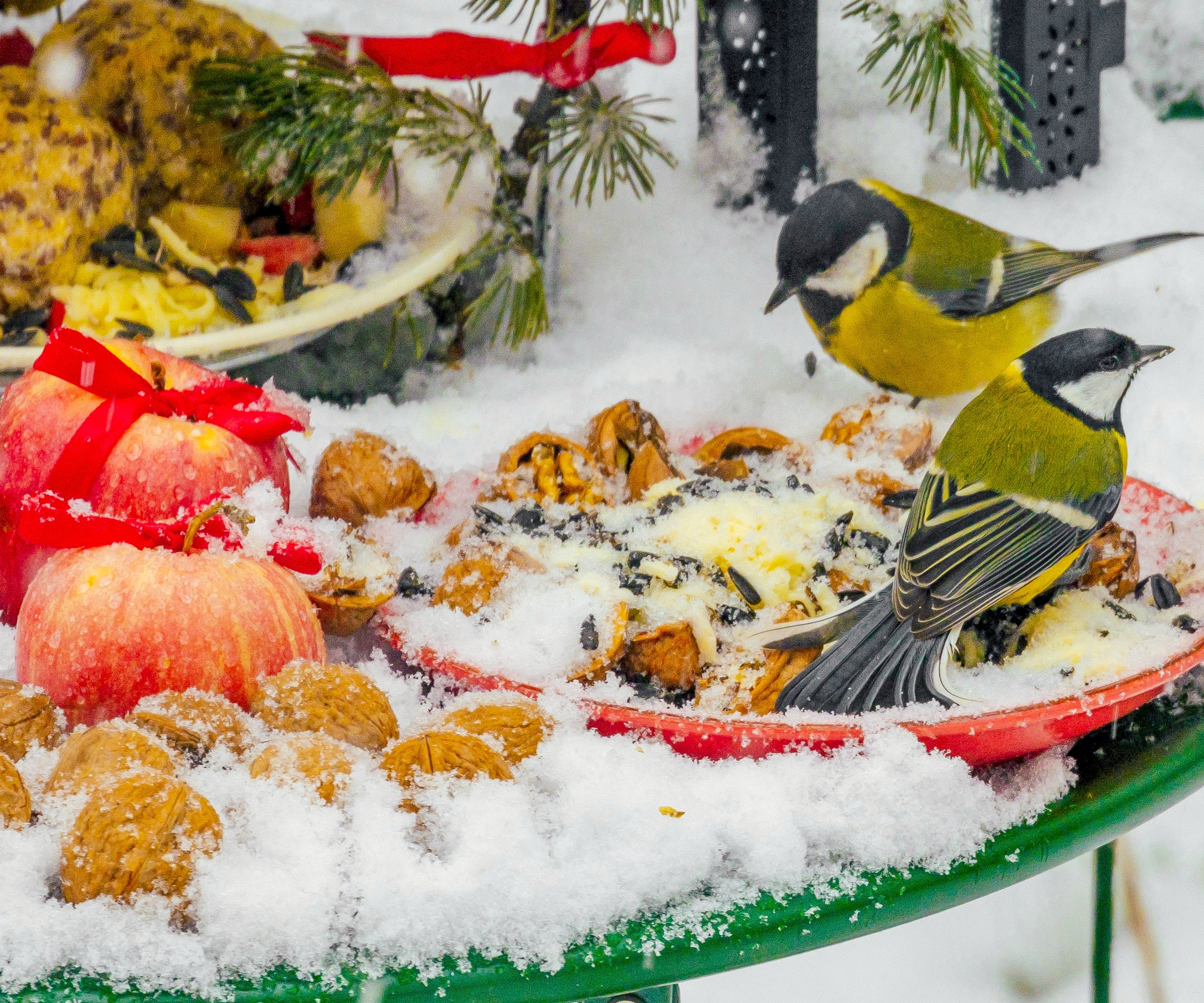 birds feeding on charcuterie style feeder in winter