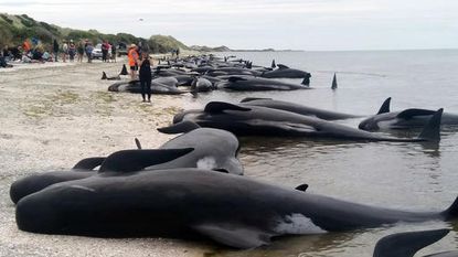 Beached pilot whales in New Zealand