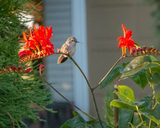 Hummingbird on bowing green stem of a red tubular plant in late afternoon sunlight