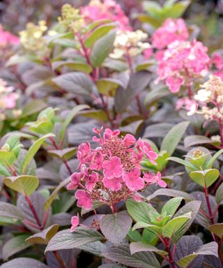 Little Quick Fire hydrangea showing pink flowers