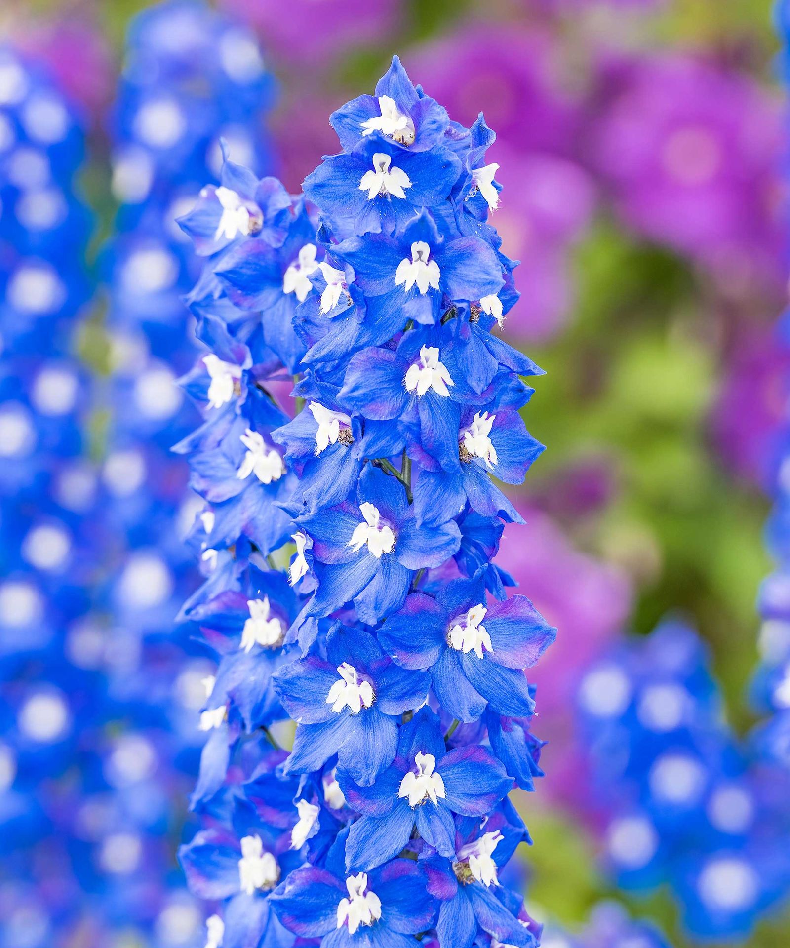 Cutting garden flowers 21 top choices for stunning displays Gardeningetc