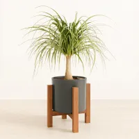 17. Easyplant Medium Ponytail Palm