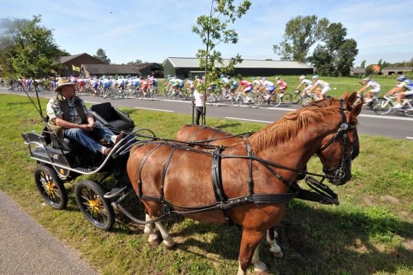 "Gee, in cycling, the men do the work while we horses have to haul this guy around!"