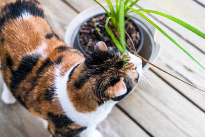 Calico Cat Smelling A Potted Plant