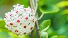 close-up of white hoya flowers
