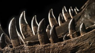Tyrannosaurus rex had robust, serrated teeth for chomping down on prey.