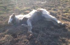 foal dumped