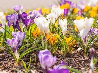 Colorful Spring Bulbs