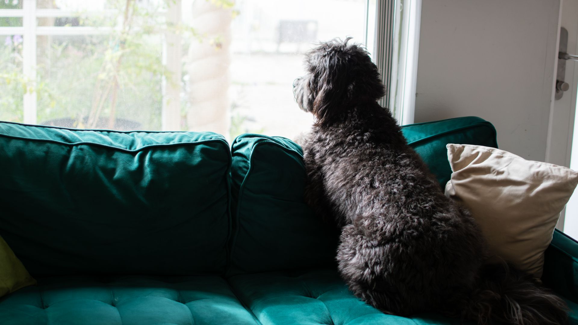 poodle mix on a sofa looking out a window