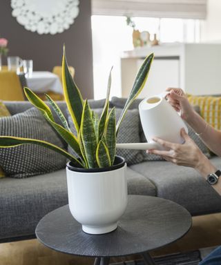 Watering snake plant