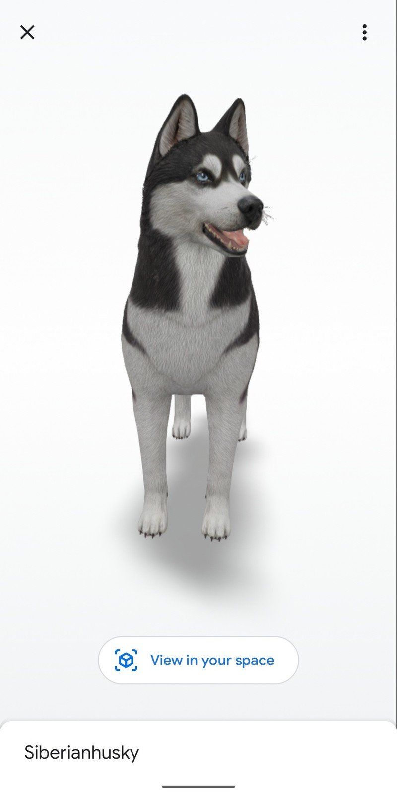 Siberian Husky