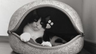 How to clean a cat bed - grey bed with black and white cat inside