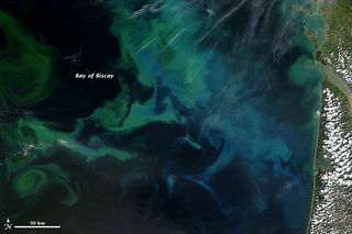 NASA's Aqua satellite captured this natural-color image of phytoplankton blooms on April 20, 2013, in France's Bay of Biscay.