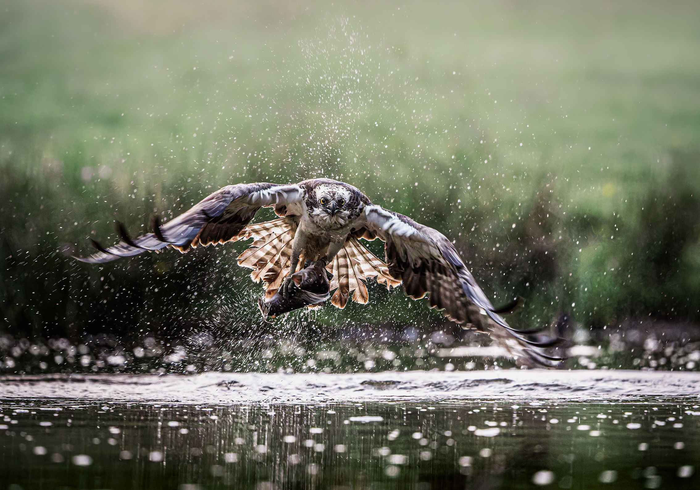 An osprey with outstretched wings lifts a fish from a lake, water droplets scattering. The background is a blurred, serene green