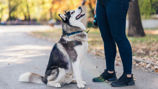 Siberian husky with his owner in the park