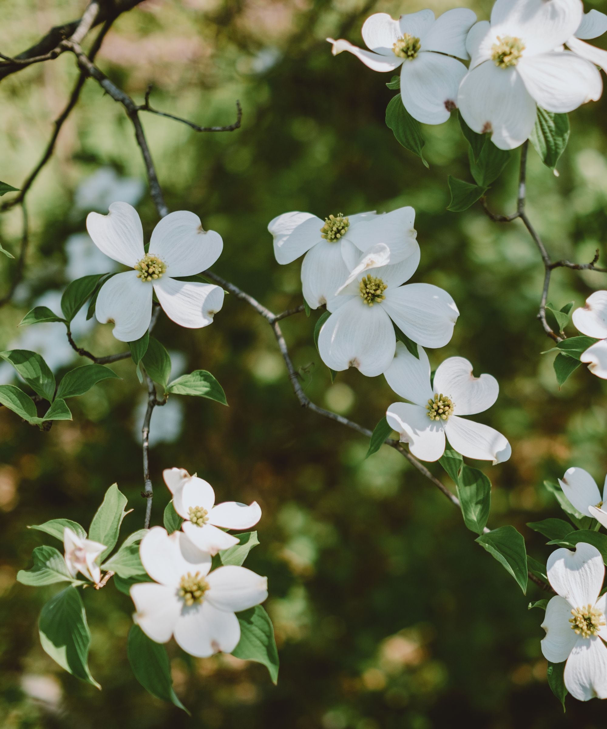 White dogwood