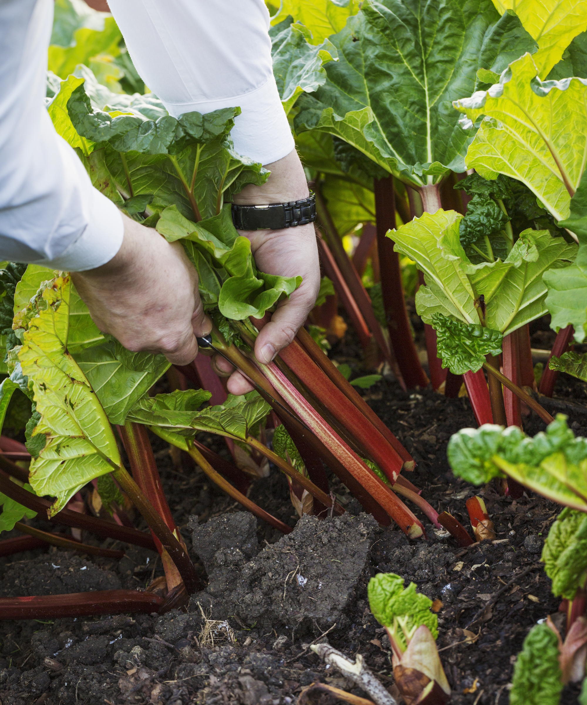 A gardener pulls rhubarb stems to harvest them