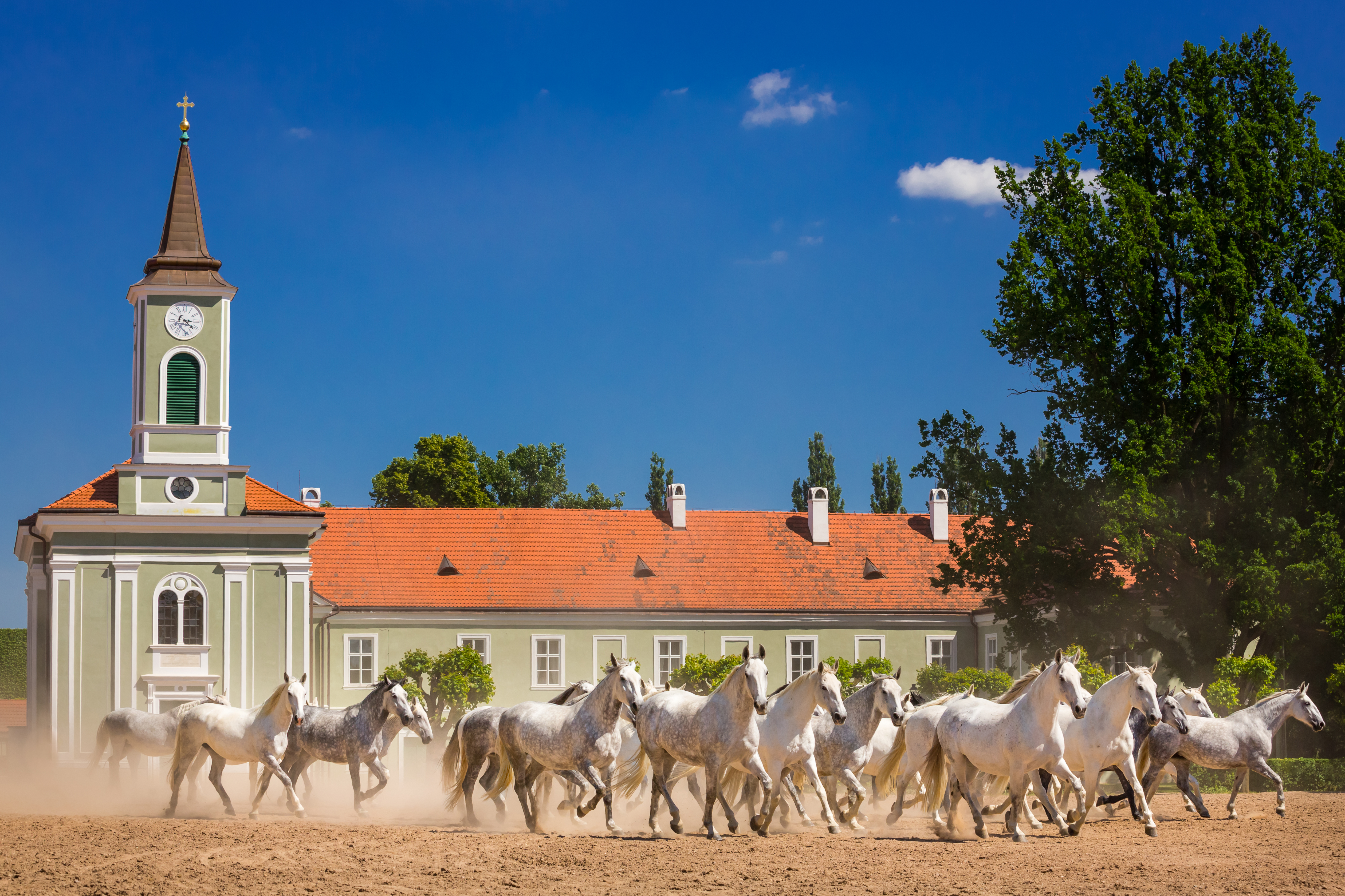 National-Stud-at-Kladruby-nad-Labem-Photo-by-Magdalena-Strakova.jpg