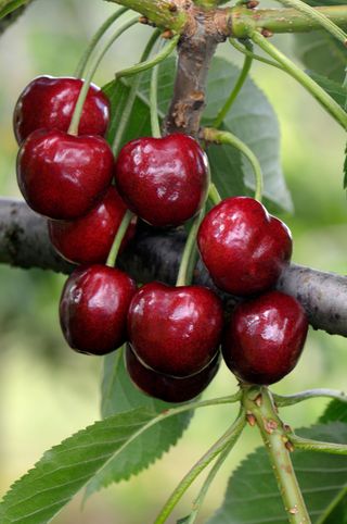 best fruit trees to grow in pots: cherry tree