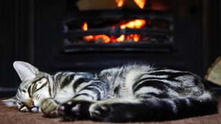 Cat sleeping by fire