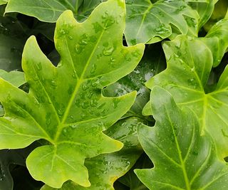 Close up of wet Philodendron bipinnatifidum leaves