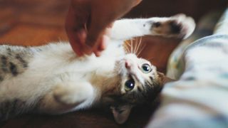 A kitten being tickled