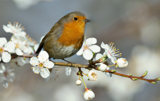 Robin bird sitting on a white blossom tree branch
